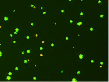 ao/pi segmented stem cells