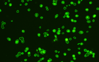 fluorescent thawed stem cells