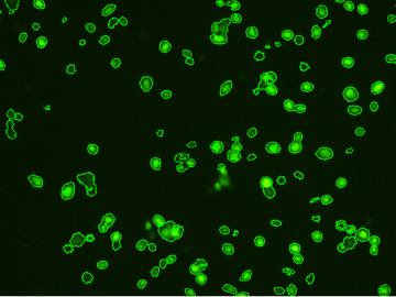 fluorescent thawed stem cells