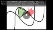 How Dual-fluorescent AO/PI Assays Work for Cell Concentration and Viability