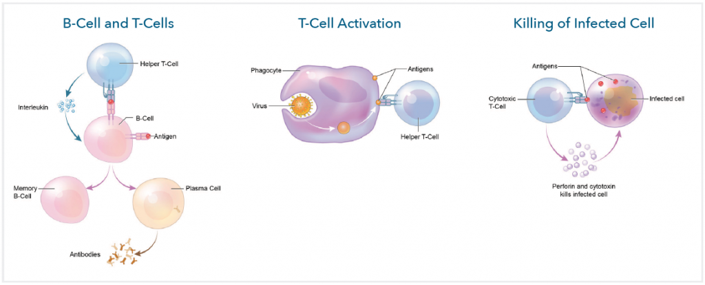 How to Make CAR T Cells