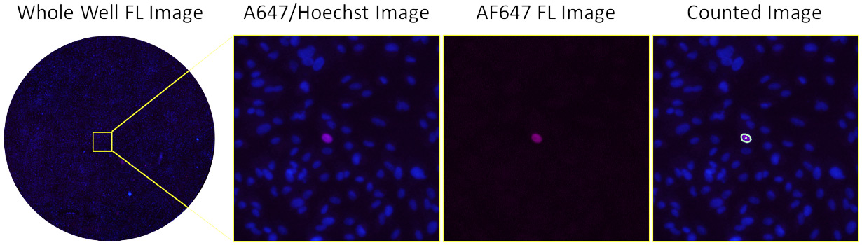 antibody neutralization AF647-high serum