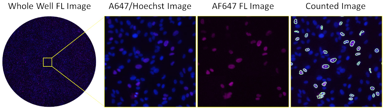 antibody neutralization AF647-low serum
