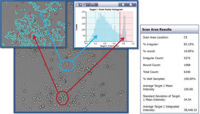 Image of morphology analysis using the Celigo Image Cytometer