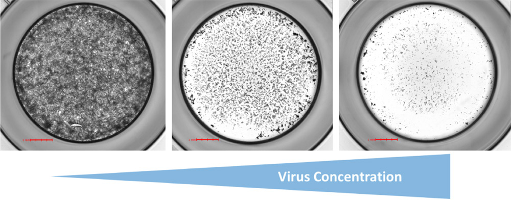 host cell confluence as virus concentration increase