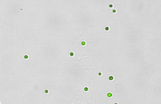 Purified CD34 cells 
