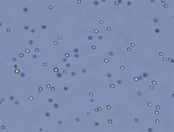 trypan blue stained cho cells