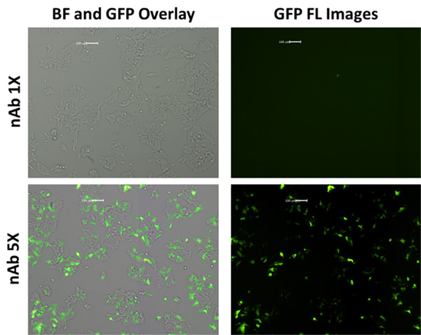 GFP fluorescent images nAb diluted 