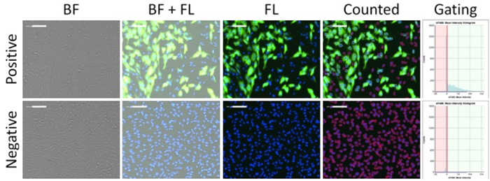 fluorescence intensity gating of positive and negative infection of CRFK cells