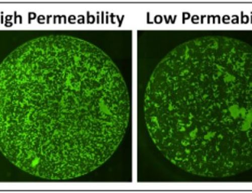 An easier way to determine cell barrier functions in lung endothelial cells