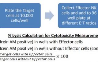 Calculation for Cytotoxicity Measurement