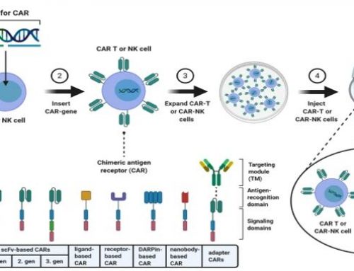 Repurposing immune cells to develop new therapies