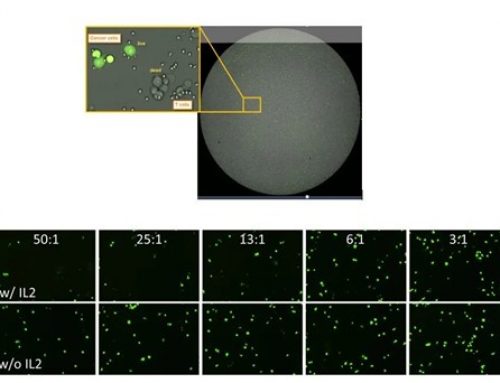 New Advances in Cytotoxicity Assay Workflows using the Celigo Imaging Cytometer