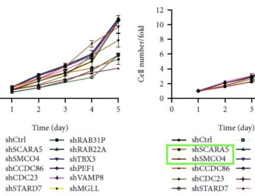 SCARA5 Promotes Proliferation and Migration of Esophageal Squamous Cell Carcinoma